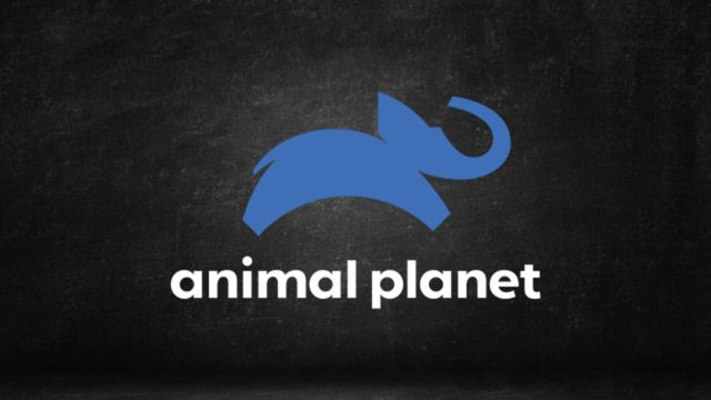 Assistir Animal Planet ao vivo HD 24 horas online grátis